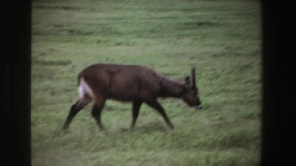 1969 South Africa 8mm frame of a brown horned antelope walking rightward through blurred green grass, with visible film softness.