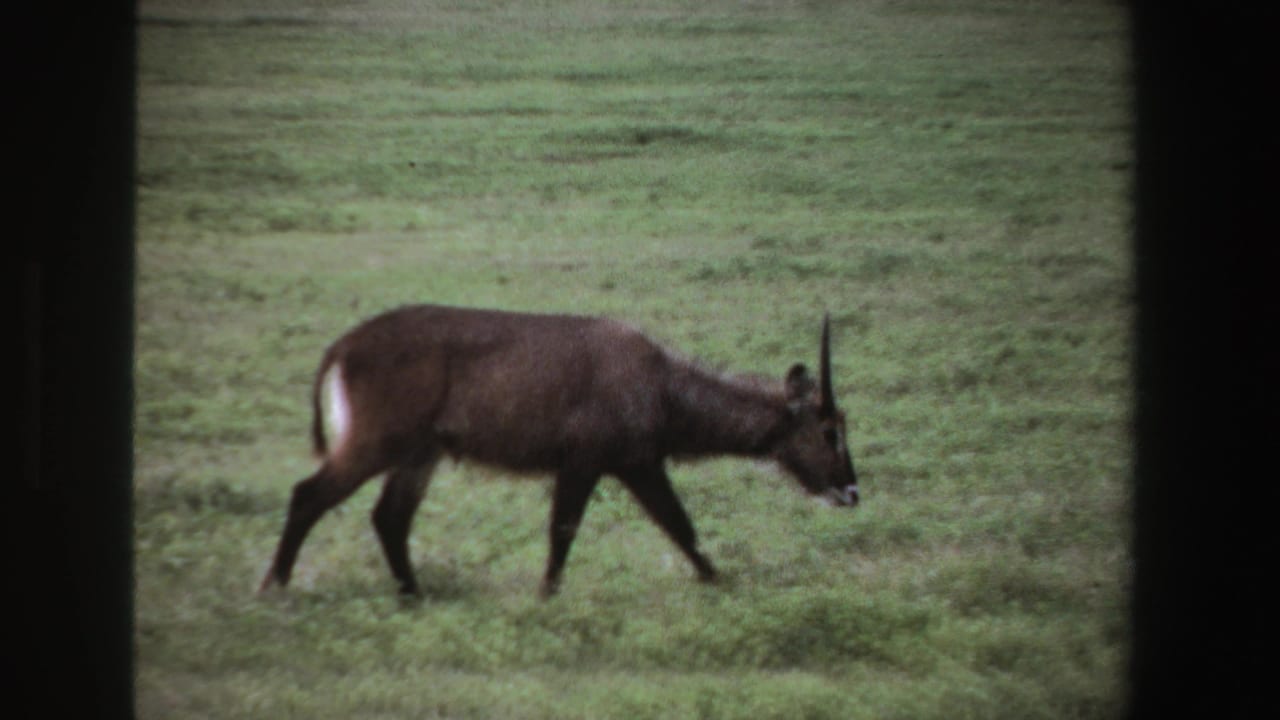 Waterbuck walking through a green field behind dark frame edges.
