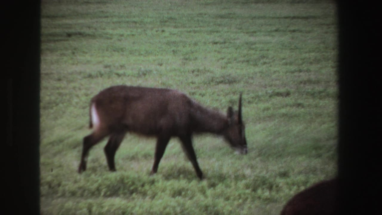 Waterbuck in profile walking across grass with dark framing at the sides.