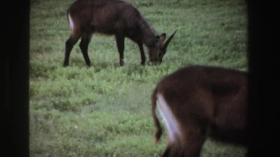 1969 South Africa 8mm frame showing a waterbuck grazing with its head down in green grass, with dark foreground framing nearby.