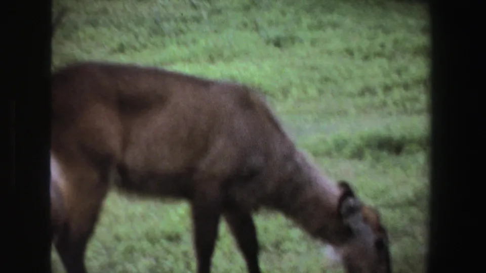 1969 South Africa 8mm frame with a close, partial waterbuck body and head grazing near the foreground, softened by motion and film grain.