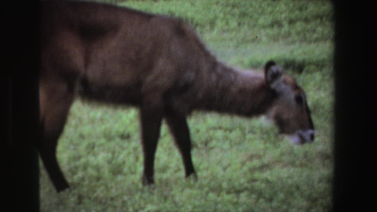 Brown deer-like animal lowers its head in green grassland.