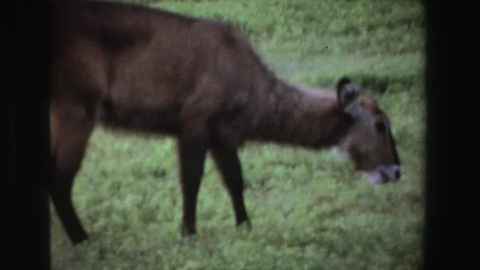1969 South Africa 8mm frame showing a brown deer or antelope-like animal bending toward grass in a soft, dark-edged view.