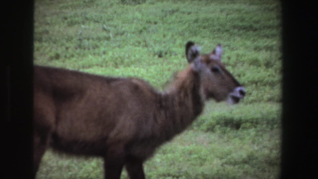 Brown deer-like animal stands side-on in green grass.