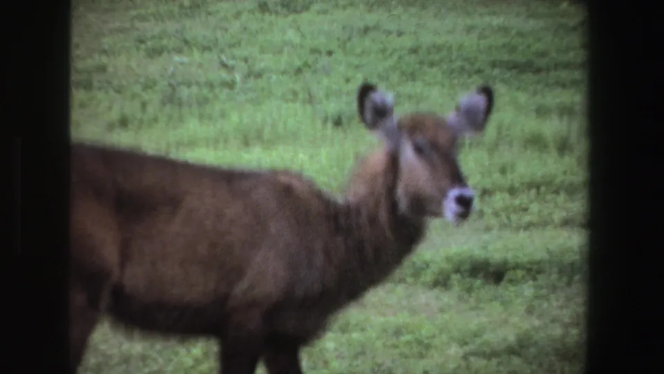 1969 South Africa 8mm frame showing a close, soft-focus view of the animal with ears raised in open grassland.