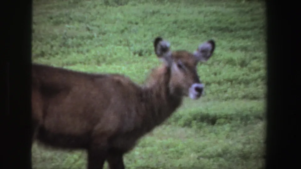 1969 South Africa 8mm frame of a brown deer or antelope-like animal looking forward, with soft grain and dark borders.