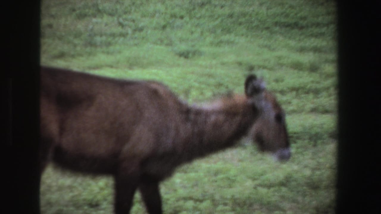 1969 South Africa 8mm frame showing a brown deer-like animal moving across a green field, bordered by dark film edges.