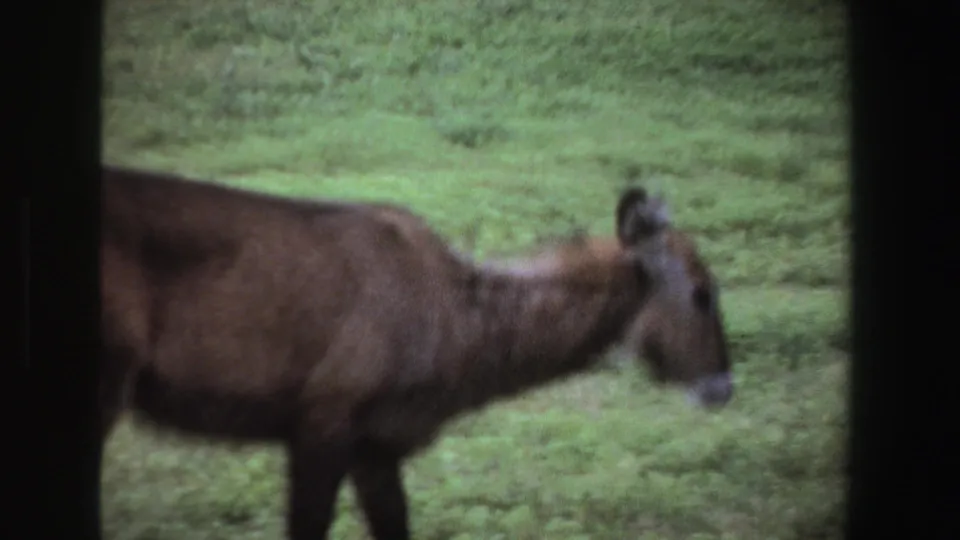 1969 South Africa 8mm frame showing a brown deer-like animal moving across a green field, bordered by dark film edges.
