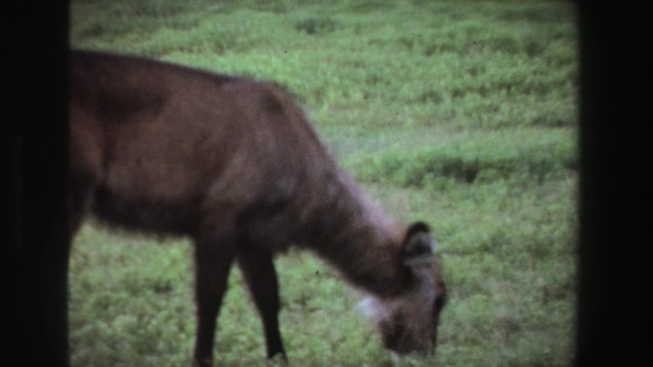 Brown deer-like animal lowers its head to graze in a green field.
