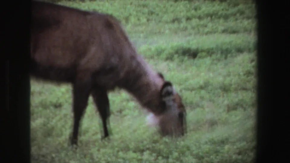 Soft 8mm frame from 1969 South Africa showing the brown deer-like animal grazing near the lower edge of the field view.