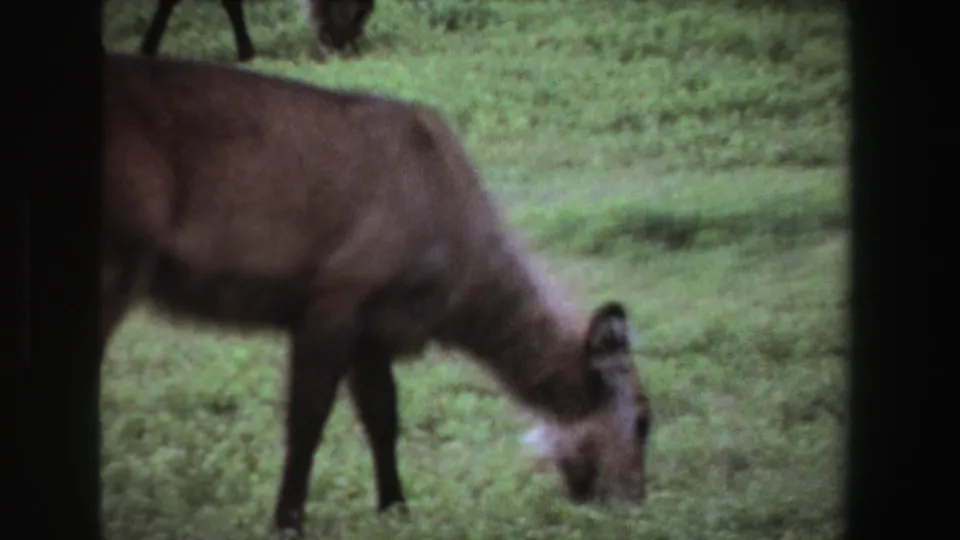 1969 South Africa 8mm frame showing the brown deer-like animal still grazing in grass, with a dark vertical film edge nearby.