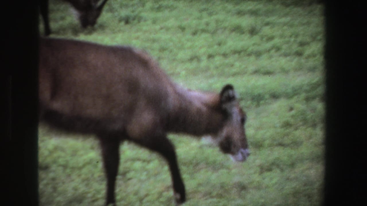 1969 South Africa 8mm frame showing a brown antelope-like animal lowering its head to graze in green grass.