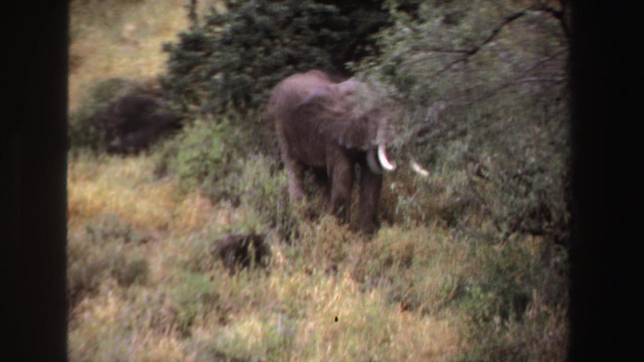 African elephant with tusks standing among grass, shrubs, and trees.