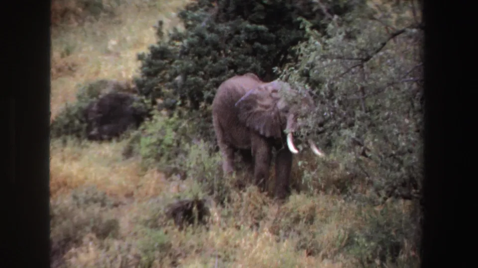 1969 South Africa 8mm frame with an African elephant facing slightly across tall grass and brush.