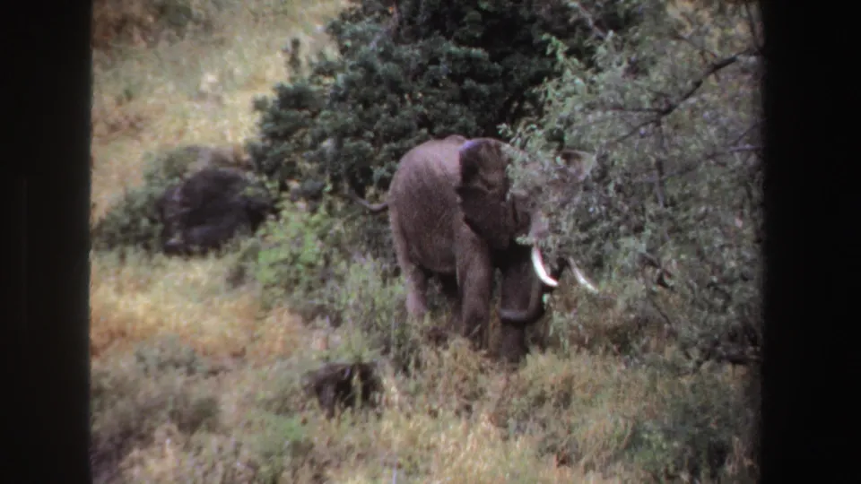 1969 South Africa 8mm frame showing a tusked elephant near shrubs, trees, and uneven grassland.