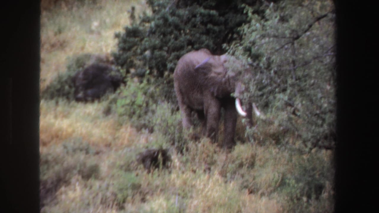 1969 South Africa 8mm frame showing a lone tusked elephant standing behind green foliage in dry grassland.