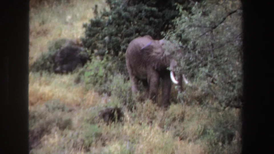 1969 South Africa 8mm frame showing a lone tusked elephant standing behind green foliage in dry grassland.
