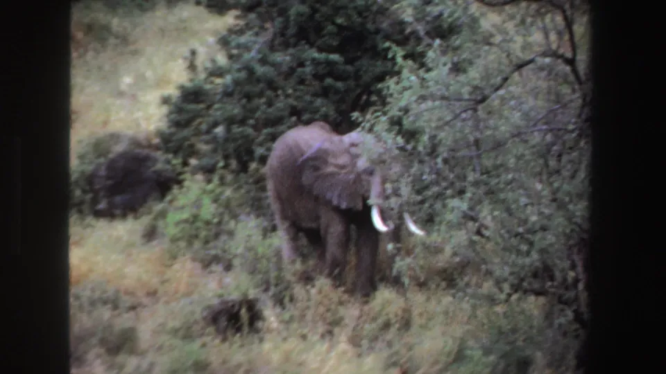 1969 South Africa home-movie frame of a tusked elephant standing near dense shrubs, seen through black 8mm frame borders.