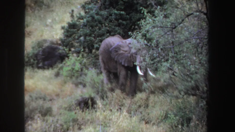 1969 South Africa 8mm still of a lone elephant partly turned into foliage, surrounded by grass and shrubs.