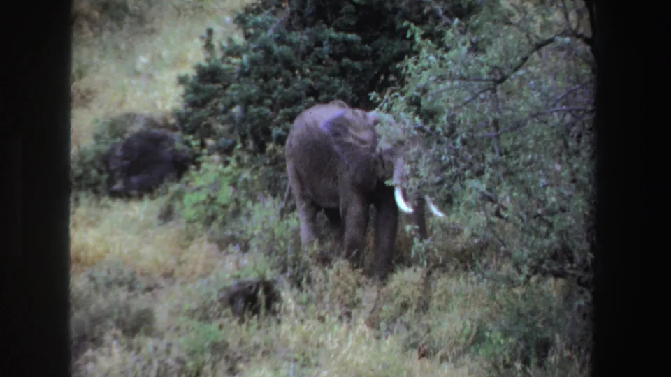 1969 South Africa 8mm frame showing the elephant partly hidden behind dense brush, with tusks still visible.