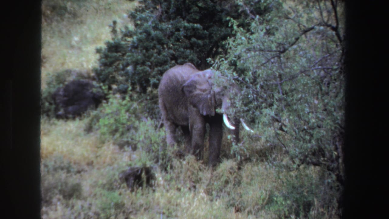 1969 South Africa 8mm frame showing a tusked elephant partly hidden by green shrubs and tall grass.