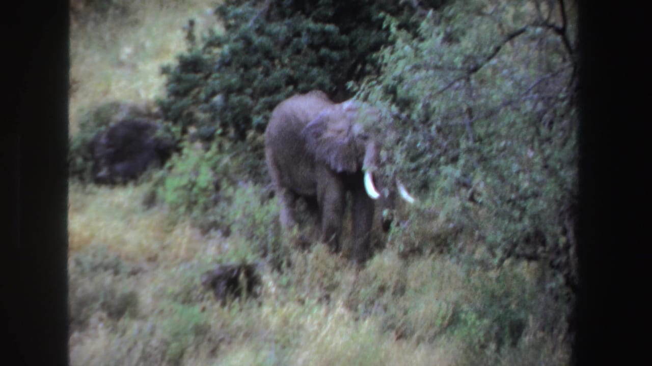 Elephant with tusks foraging beside thick green foliage.