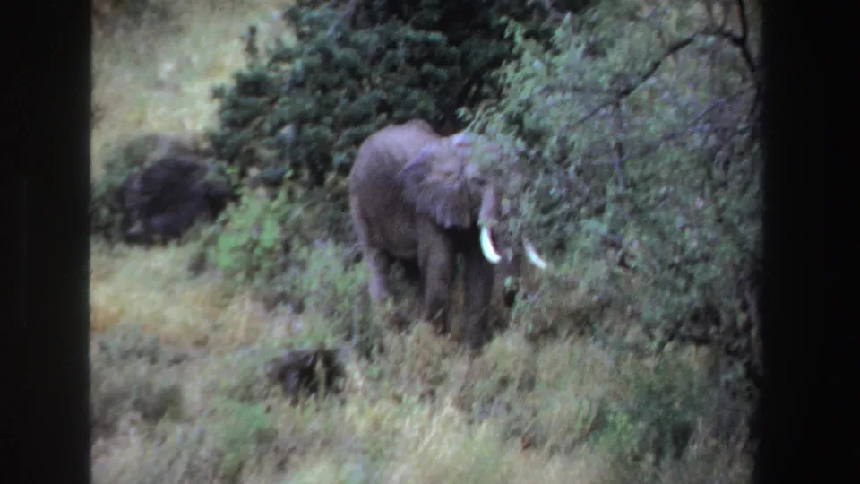 1969 South Africa 8mm frame of an elephant reaching into dense foliage while standing in grass.