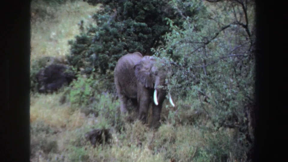 1969 South Africa 8mm frame showing a tusked elephant partly screened by shrubs in grassy bushland.