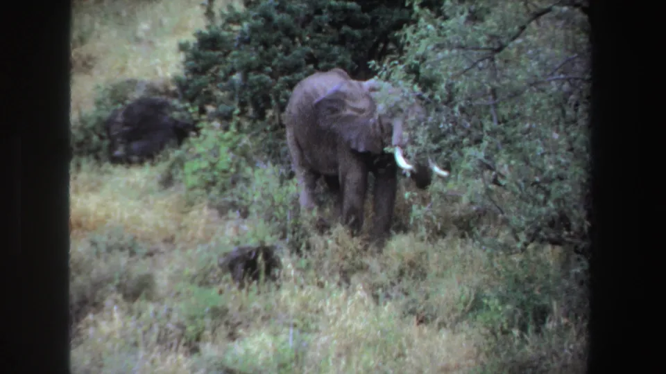 1969 South Africa 8mm frame of a tusked elephant standing in grass and feeding near dense trees.