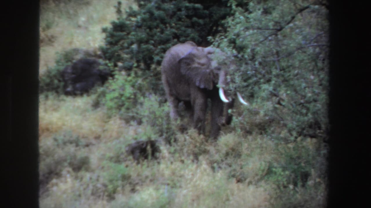1969 South Africa 8mm frame showing a tusked African elephant foraging near shrubs and small trees.
