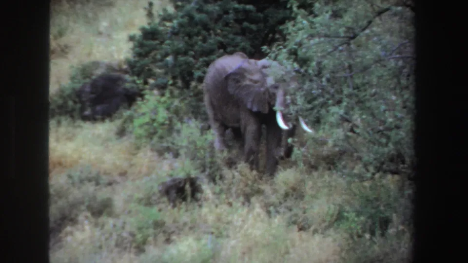 1969 South Africa 8mm frame showing a tusked African elephant foraging near shrubs and small trees.