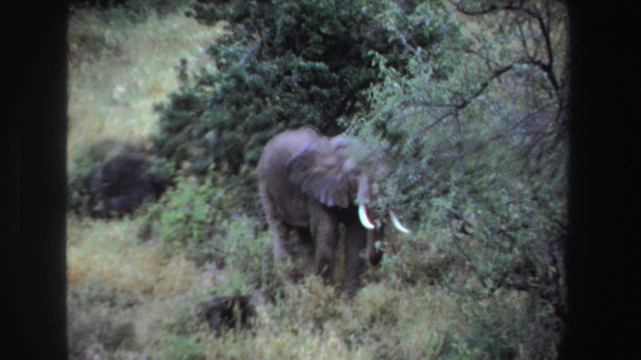 Elephant with visible tusks moving near shrubs in grassy vegetation.