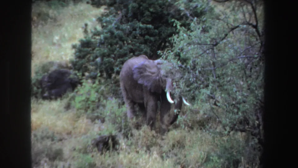 1969 South Africa 8mm frame with a tusked elephant partly concealed by brush in grassy terrain.