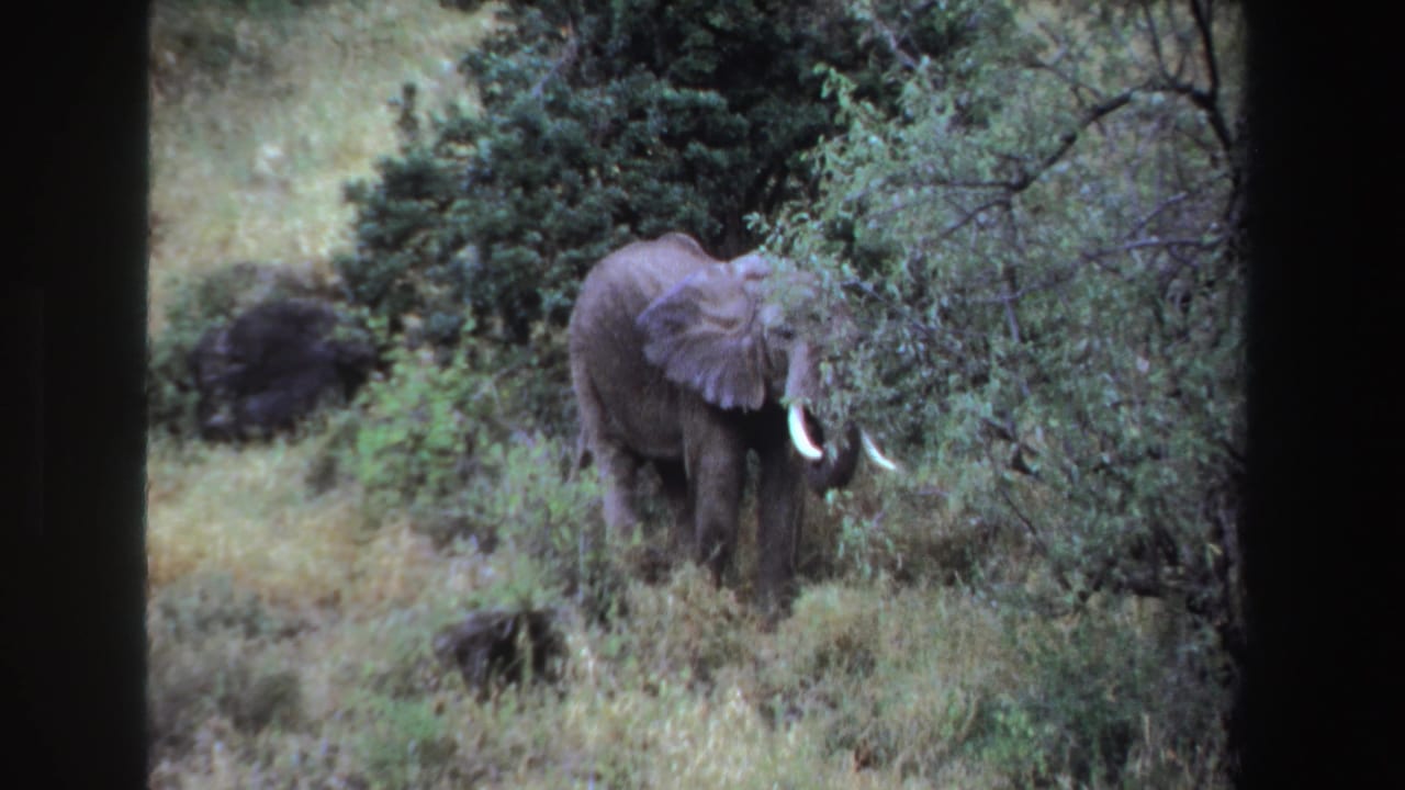 Tusked elephant foraging among tall grass and shrubs in green bushland.