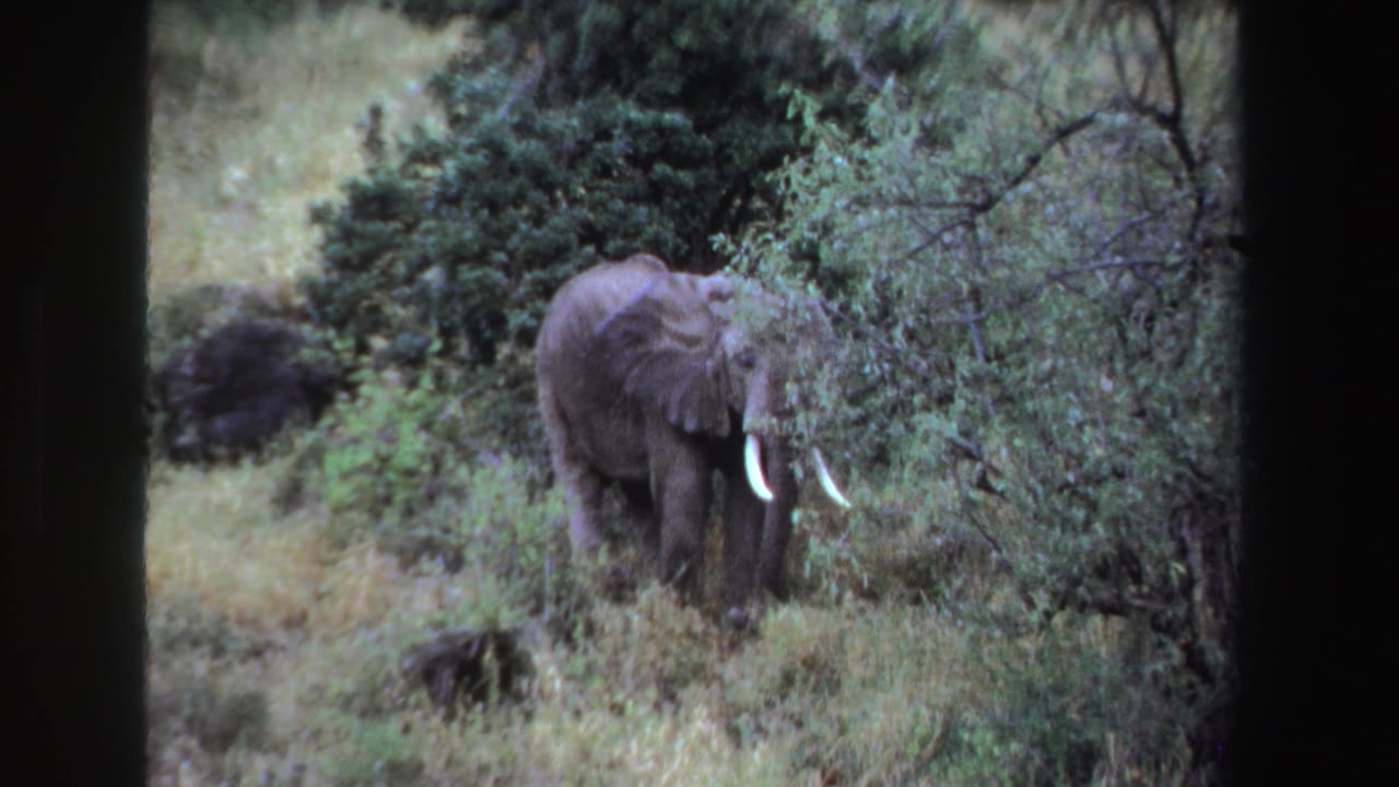 Elephant partly hidden by shrubs with tusks visible in tall grass.