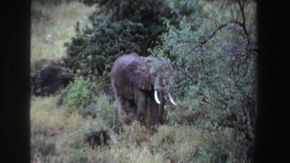 1969 South Africa 8mm frame with an elephant moving behind green shrubs, its tusks and head visible through the foliage.