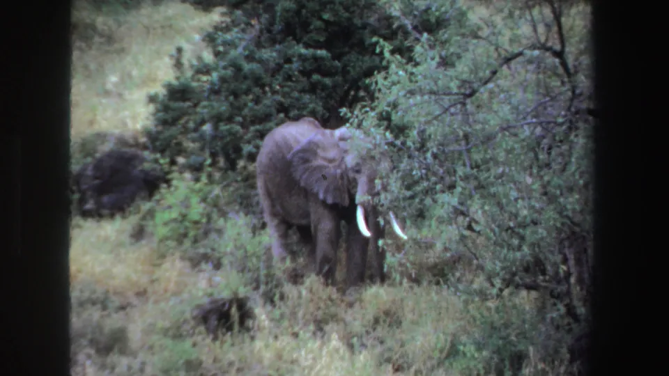1969 South Africa 8mm frame showing a tusked elephant standing in grass and browsing at the edge of dense green shrubs.