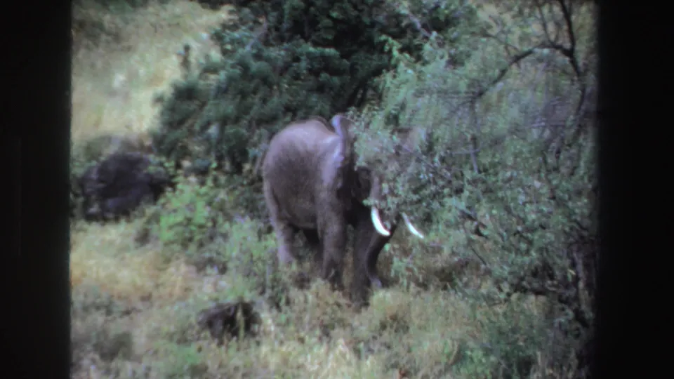 1969 South Africa 8mm frame showing the elephant moving deeper behind shrubs, with its tusks and body partly visible.