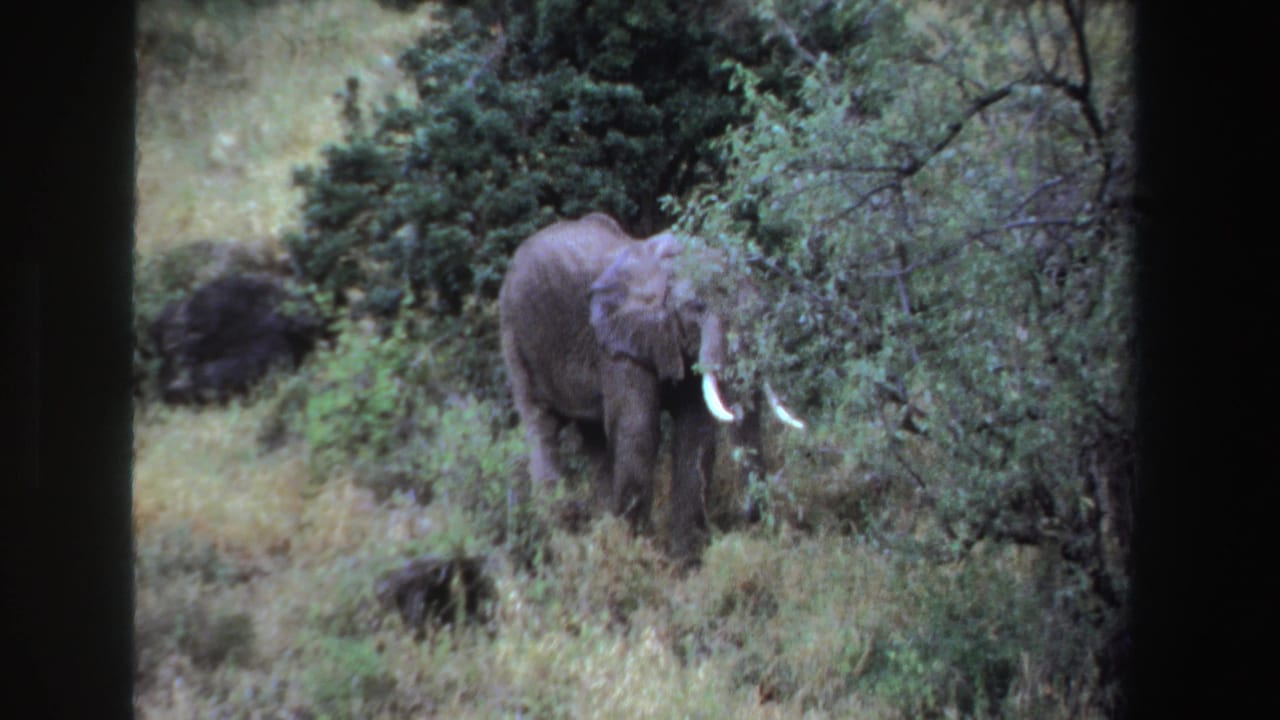 A tusked elephant forages among dense green shrubs and grass in 1969 South Africa 8mm footage.