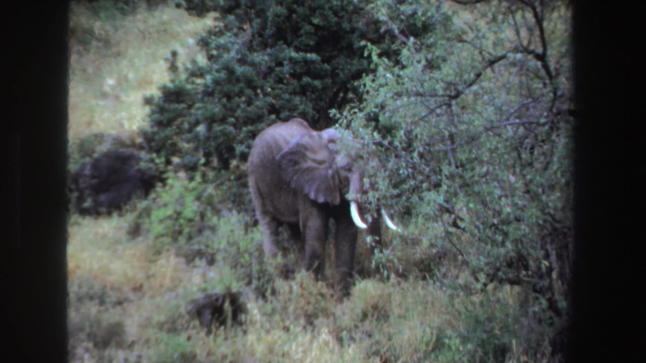 Elephant faces into dense foliage with tusks visible.