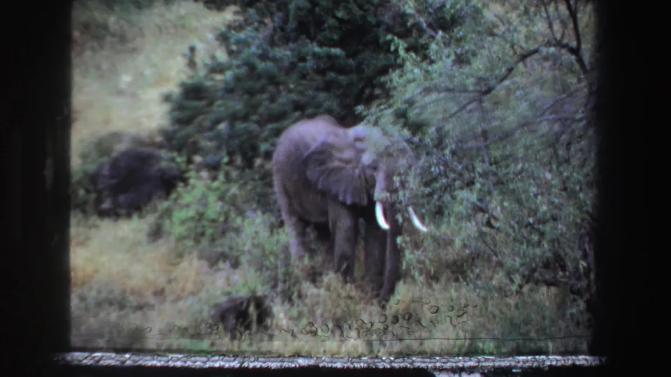 A handheld 8mm frame shows the elephant in thick undergrowth, its body softened by grain and partial foliage cover.