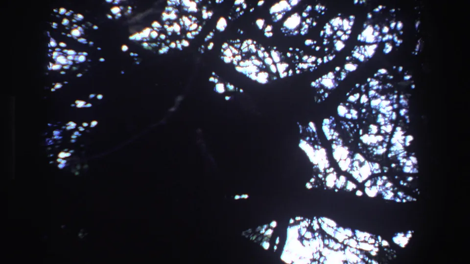 The final frame shifts upward to dark branches and leaves silhouetted against a bright, sunlit canopy.