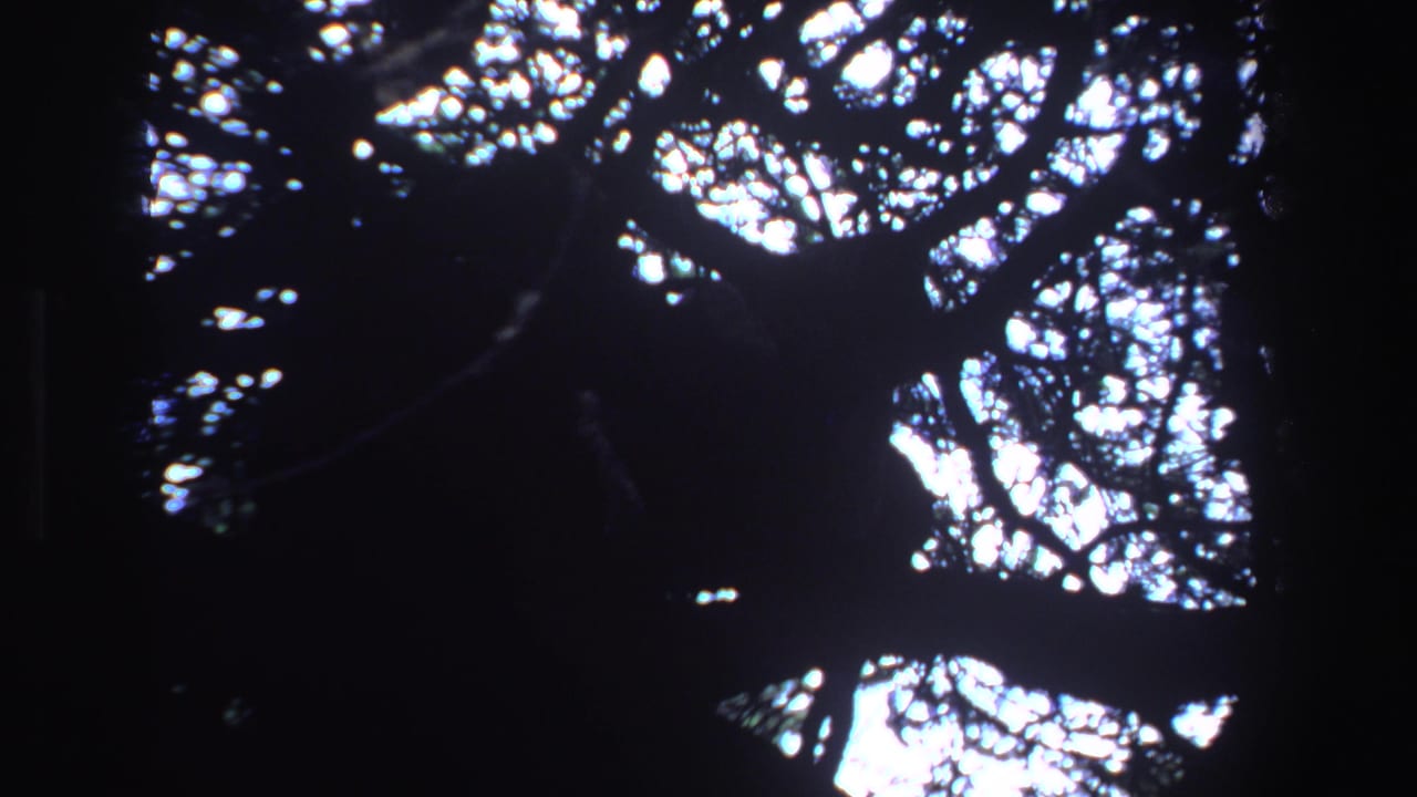 Dark big-cat silhouette resting among tree branches against bright sky.