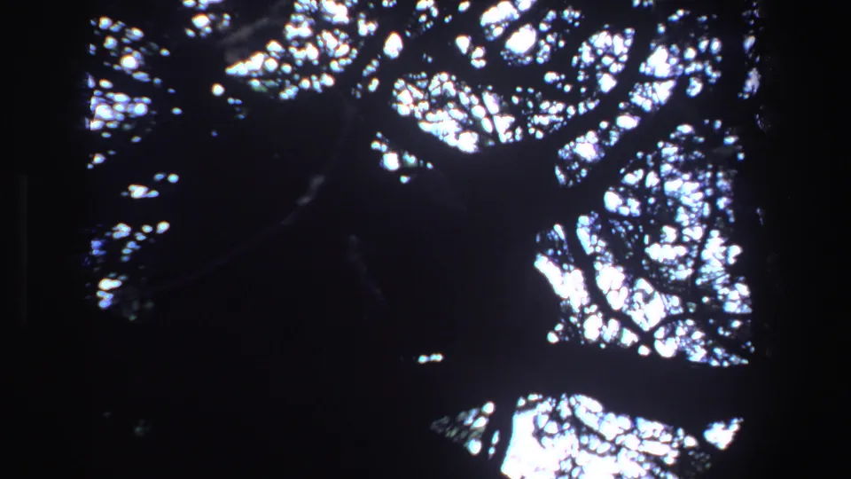 1969 South Africa 8mm frame showing a dark big-cat shape resting in a tree canopy against blown-out daylight.