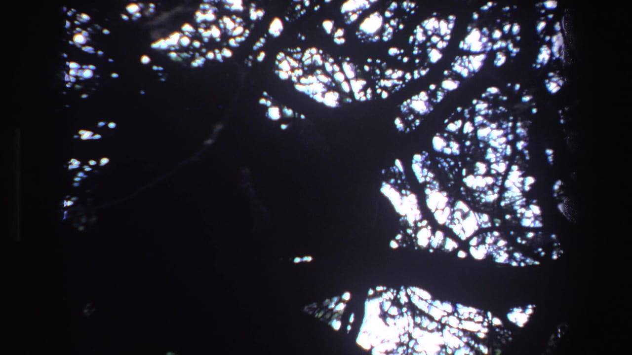 Silhouetted animal form and heavy branches seen from below.