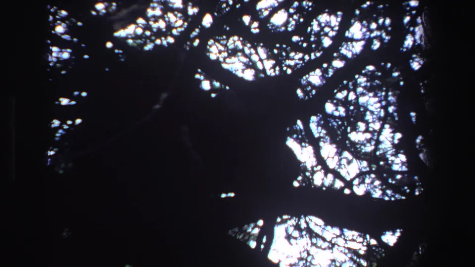 Low-angle 8mm view of a possible big cat lying in dark branches beneath a bright South African sky.