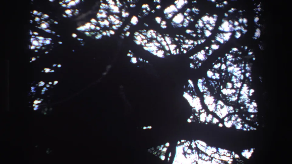 Vintage 8mm frame of a silhouetted big cat resting among branches, with dense foliage and bright sky behind it.