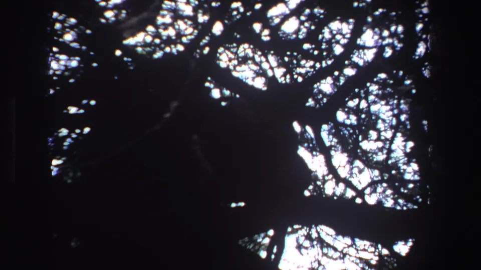 Late-1960s South Africa home-movie frame showing a backlit big-cat silhouette held among dark tree limbs.
