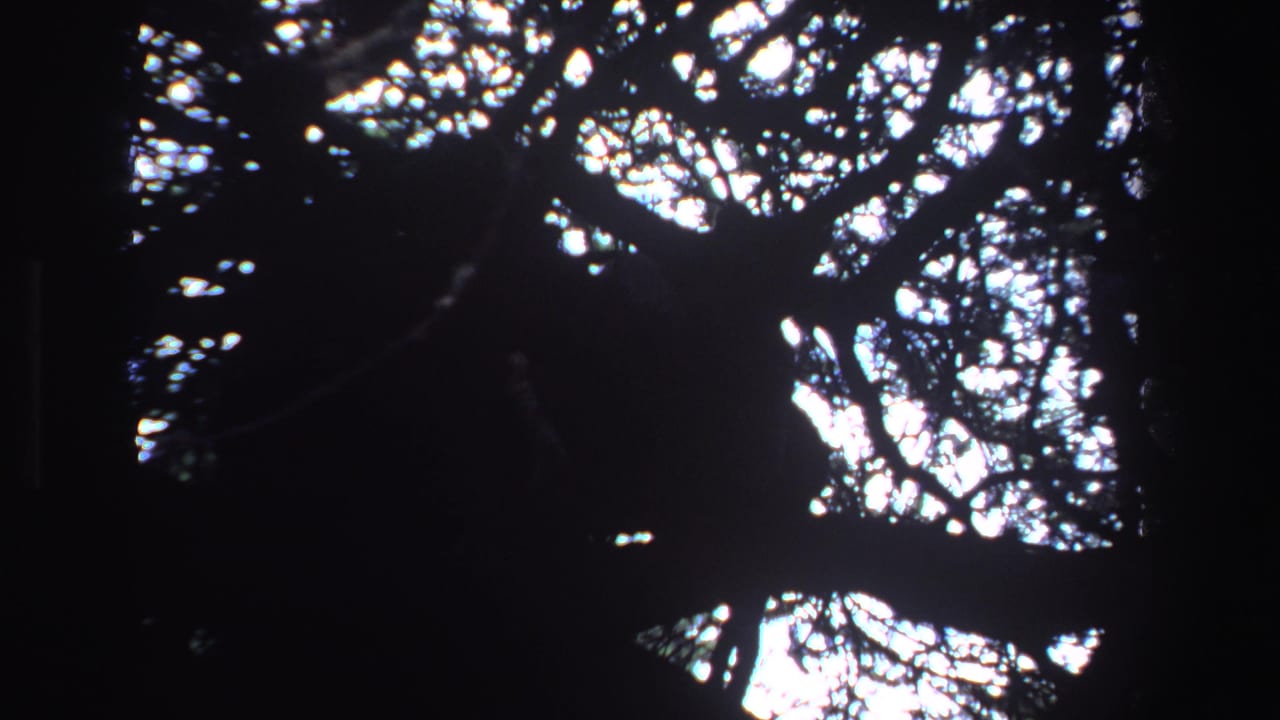 Dark tree branches silhouetted against bright sky through a forest canopy.