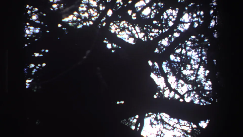1969 South Africa 8mm frame looking upward at dense tree branches silhouetted against bright gaps of dusk sky.